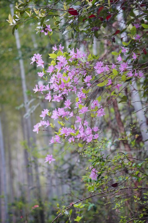 Explore Wufeng, Green Power for Chuangli Chuangli Group Successfully Holds 2026 Spring Hiking Event(圖6)