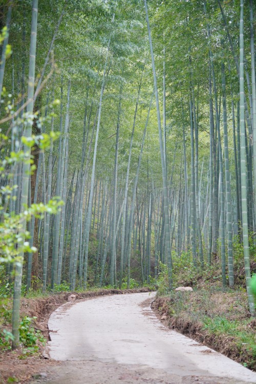 微信圖片_20260413095649_213_84.jpg 【烏峰探秘 綠動(dòng)創(chuàng)力】創(chuàng)力集團(tuán)成功舉辦2026年春季徒步活動(dòng)(圖4)